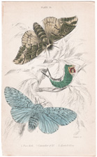 Plate 16 
Puss Moth
Caterpillar of "
Kentish Glory